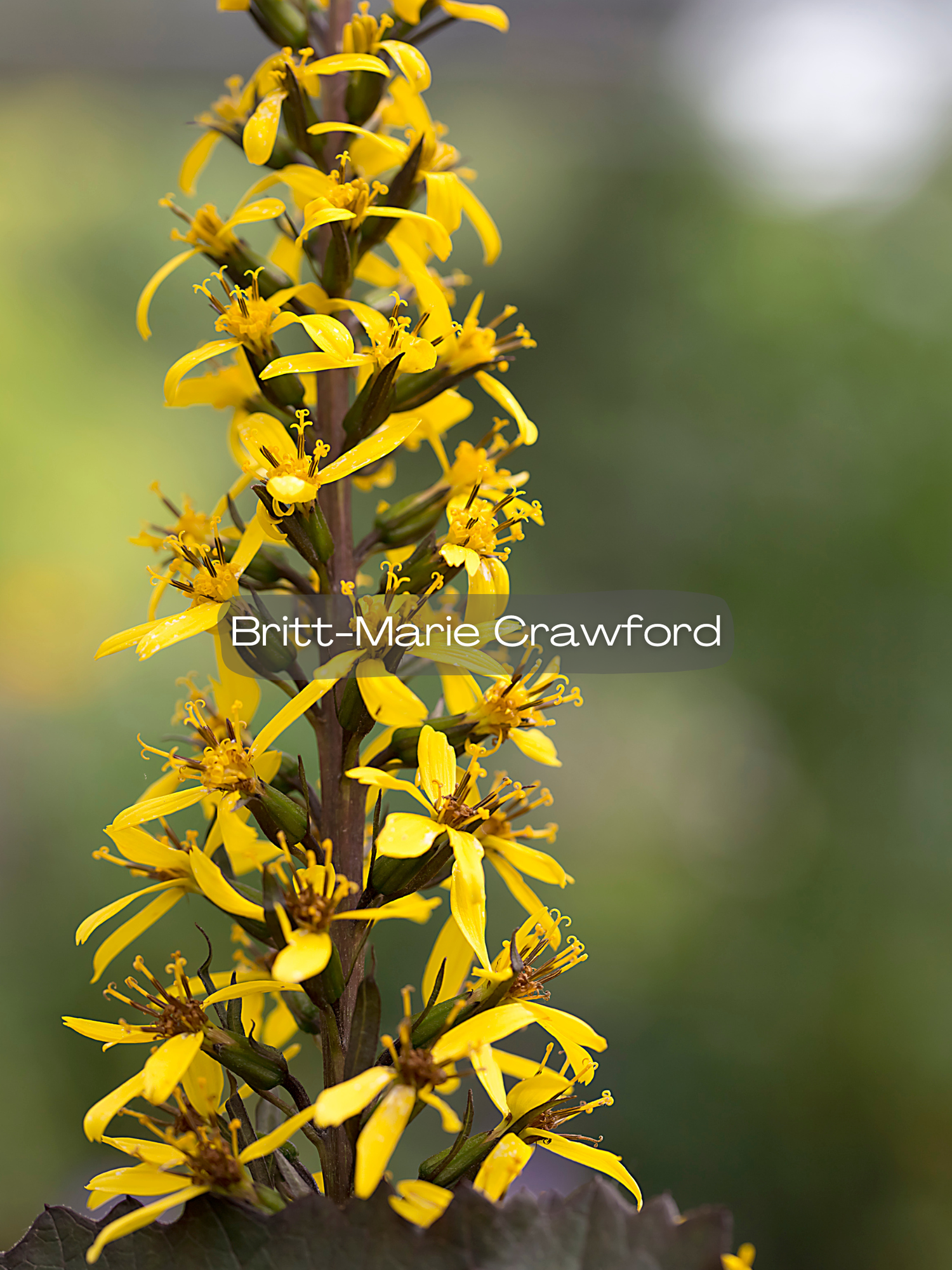 Leopard Plant — Corn Hill Nursery
